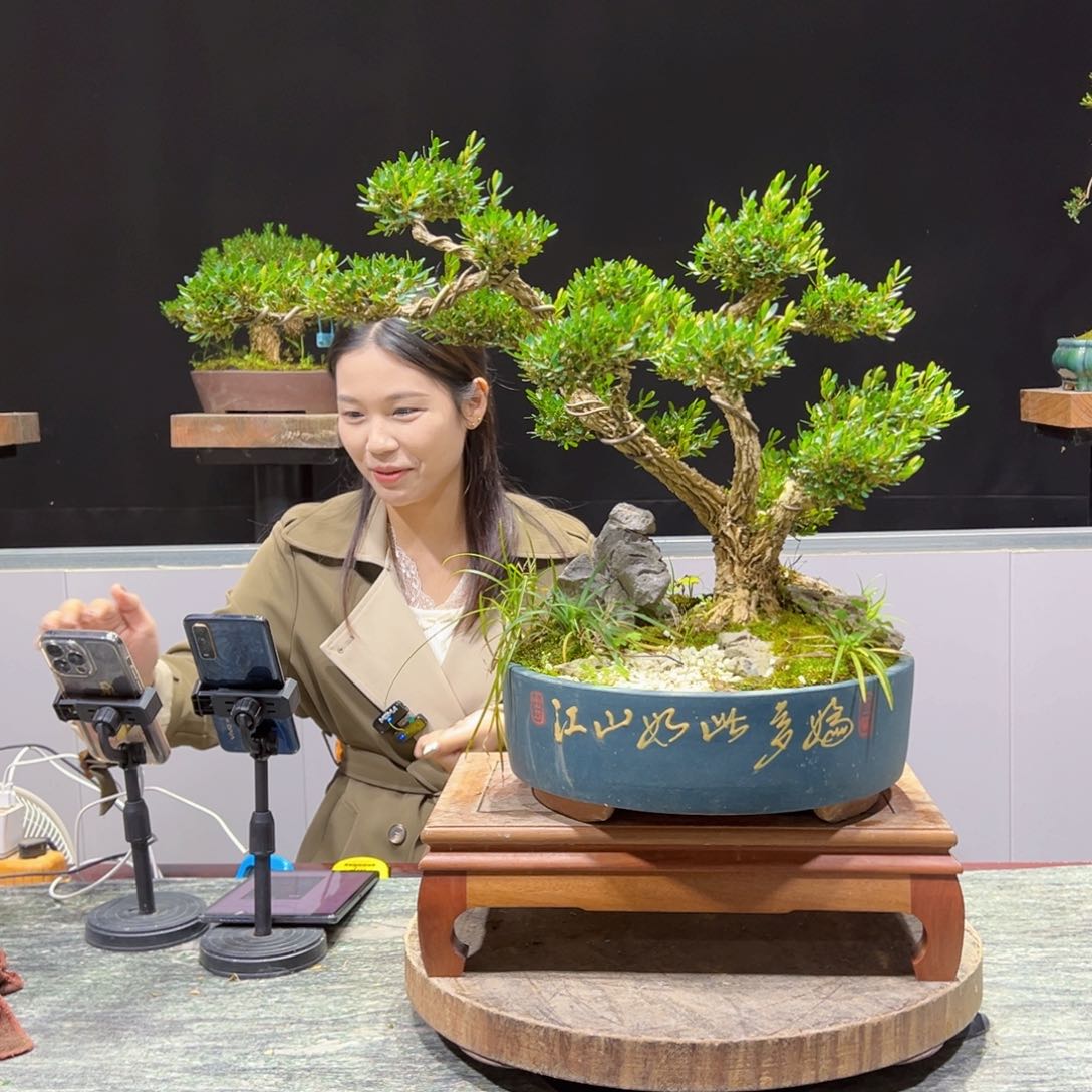 四季常青老桩黄杨盆景