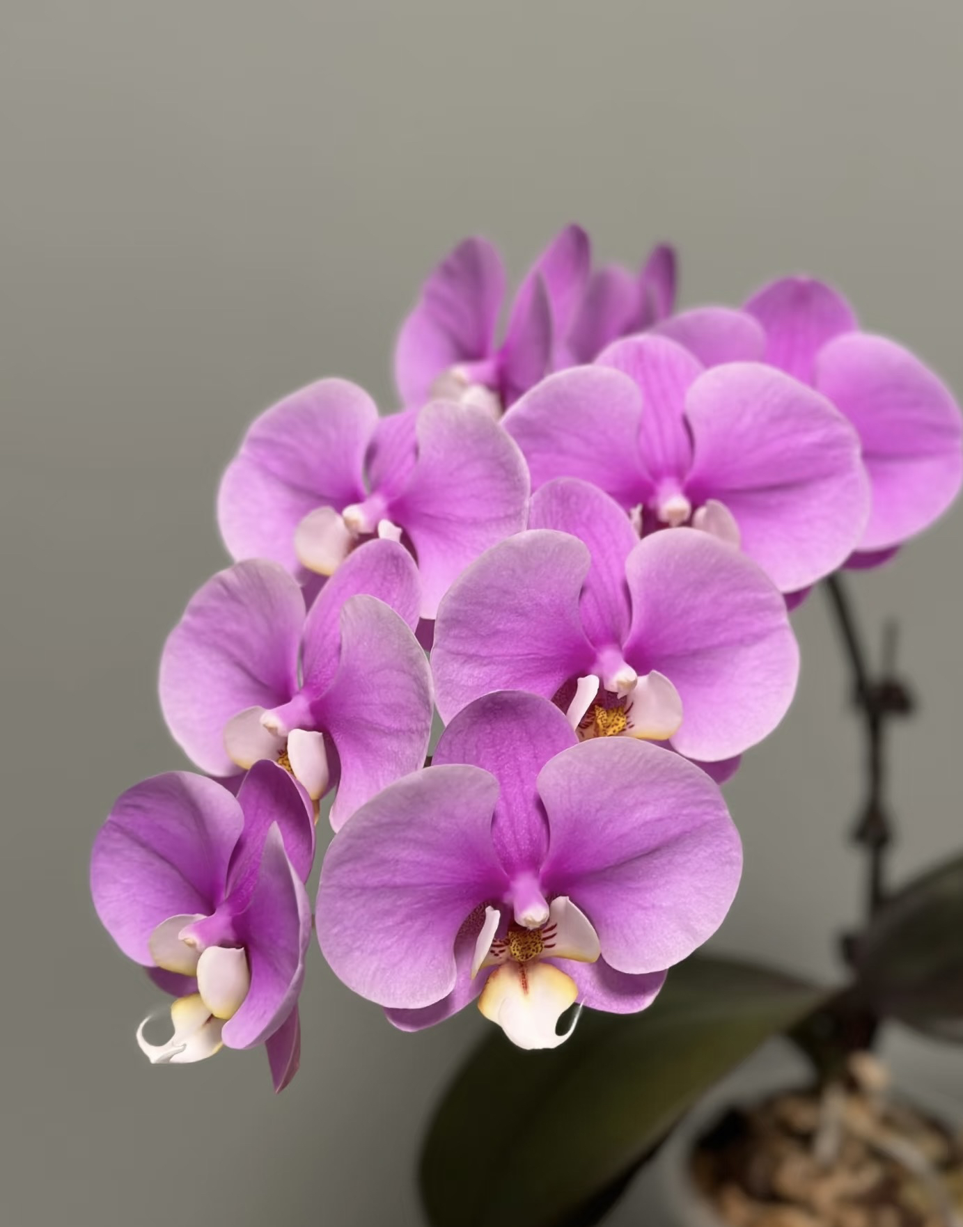 《安娜》蝴蝶兰3.5成熟苗无花无剑室内盆栽