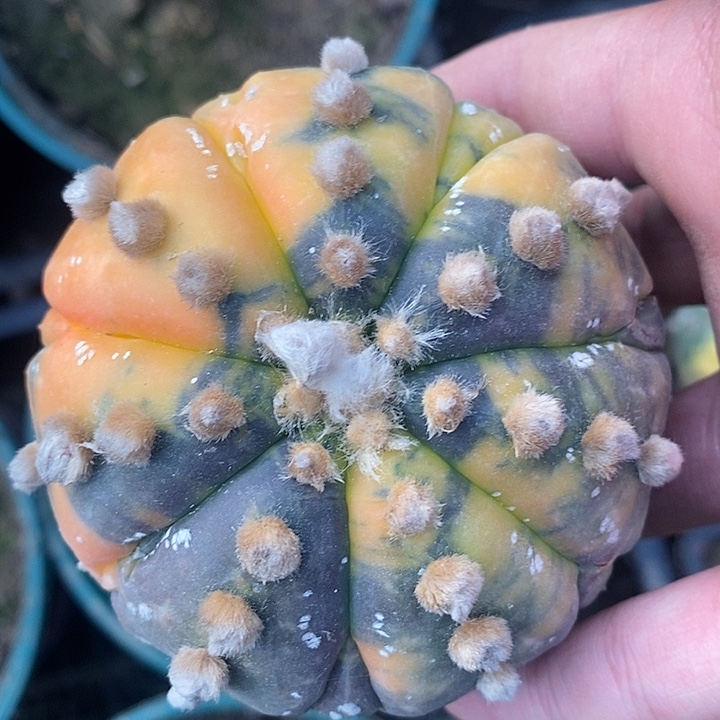 苗接7复棱散斑兜锦