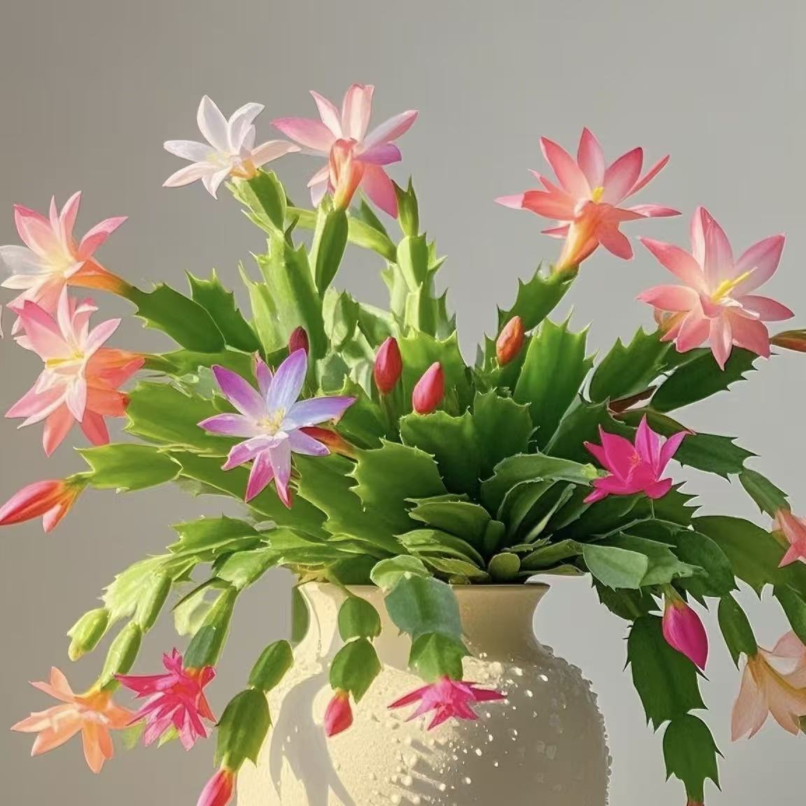 小盆混色蟹爪兰带花苞四季花卉多层花瓣阳台桌面好养易活