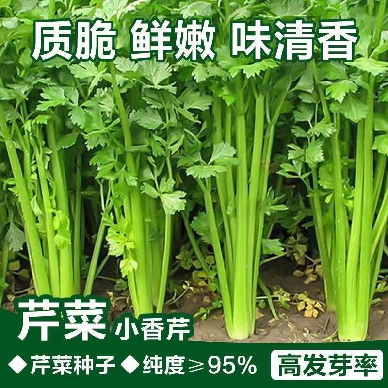 AA(新种到啦)正宗四季小香芹蔬菜种子大全芹菜农家四季菜种阳台盆