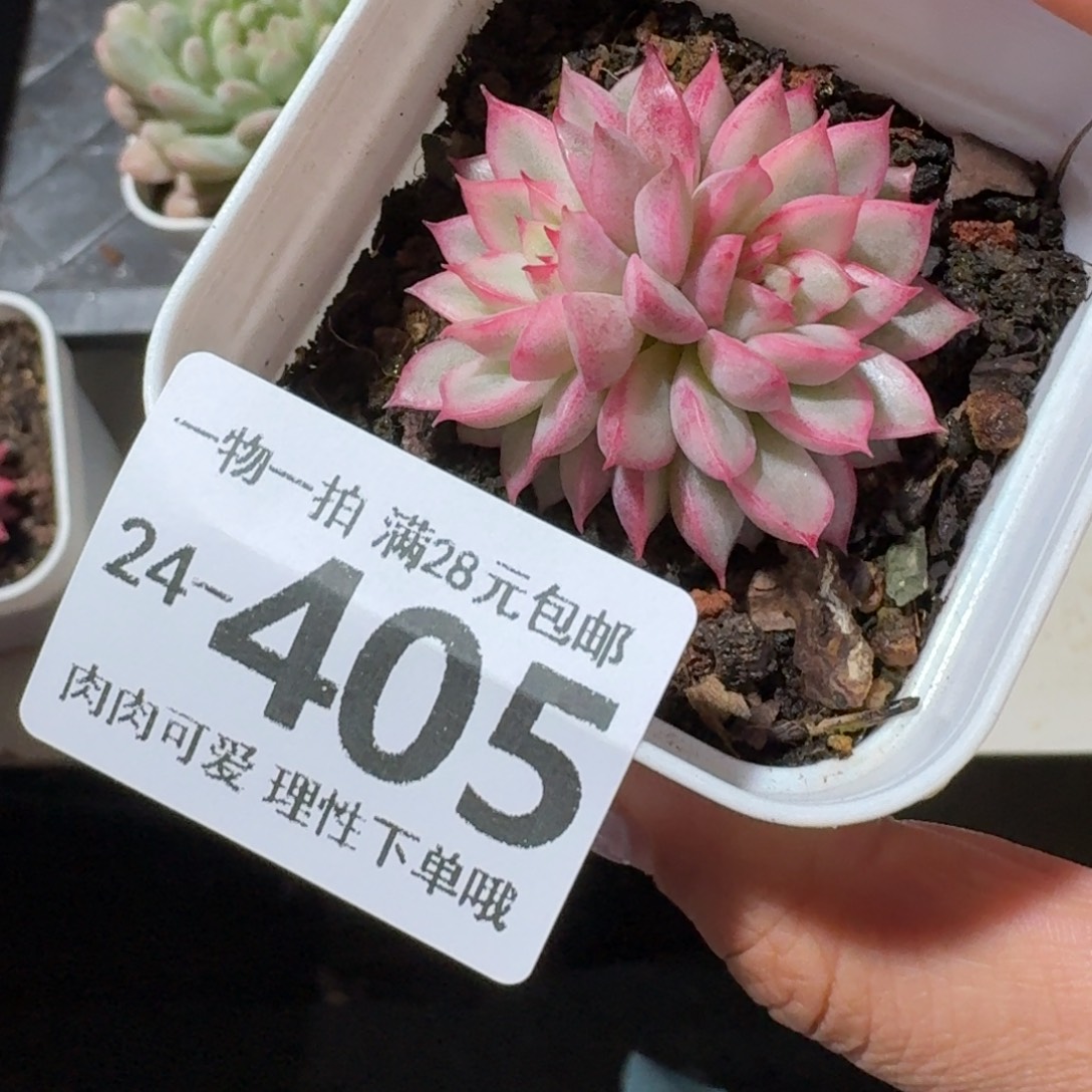 女雏锦无盆土发货无