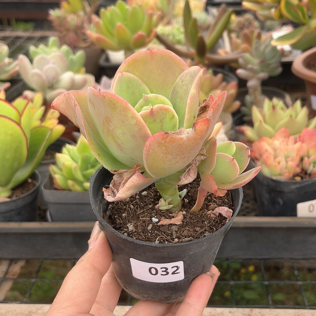 柠檬卷。 032。  111111111