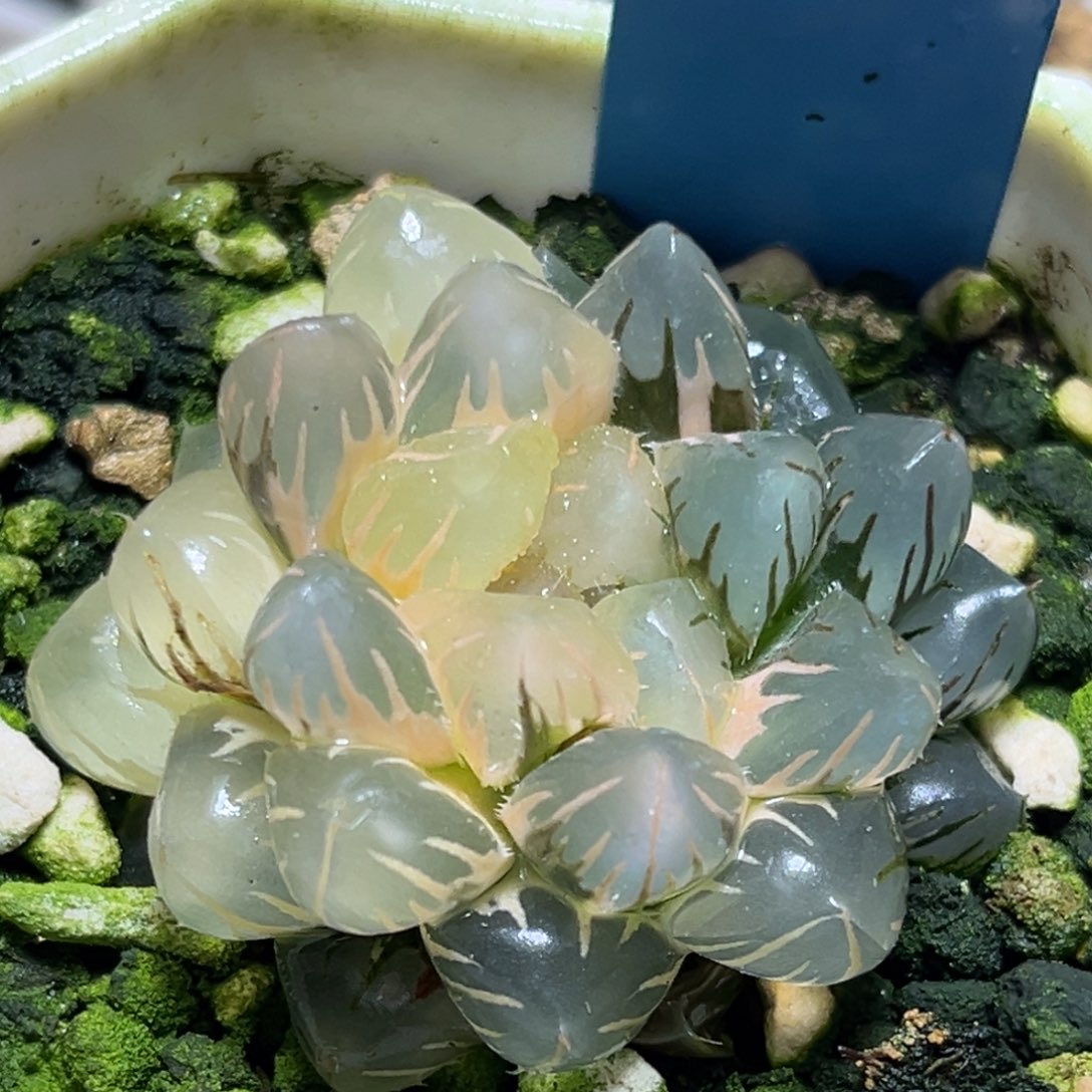 恭喜发财大吉大利747