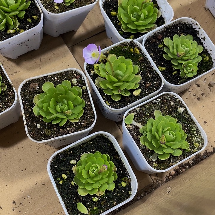 爱丽丝带盆土发货