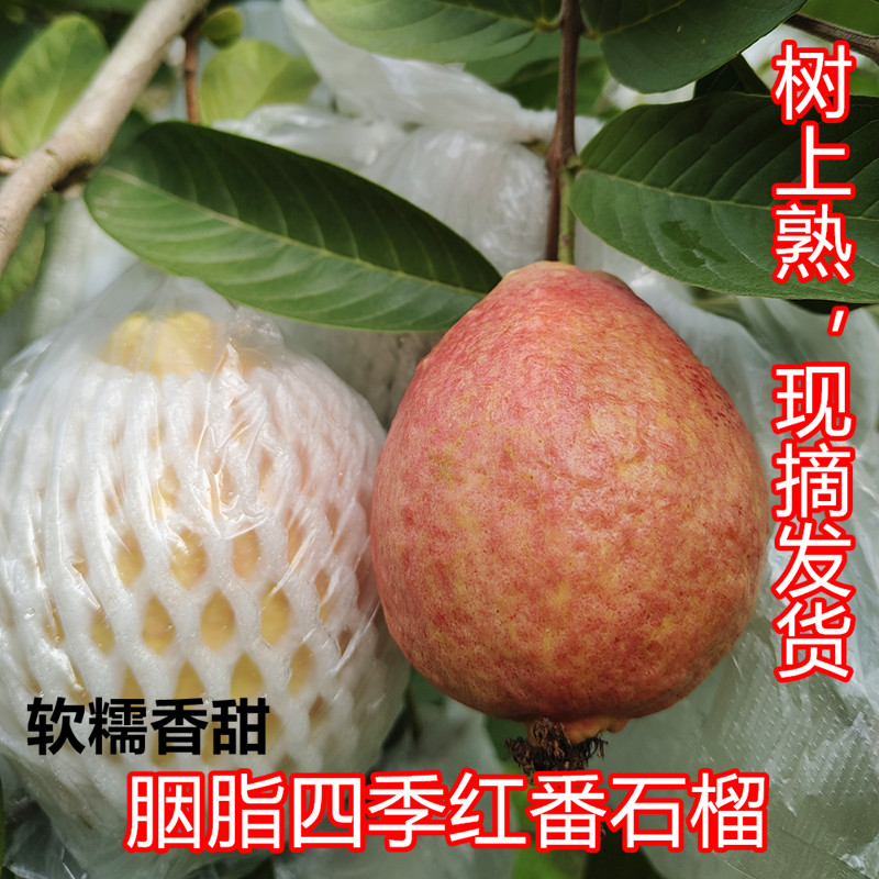 广州增城胭脂四季红番石榴树上熟芭乐新鲜水果红肉软糯香甜