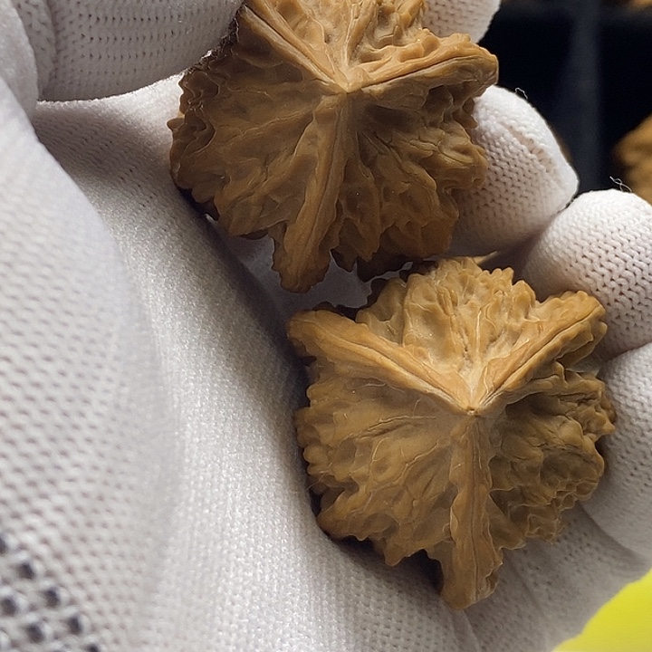 讨****无花朵核桃种植基地的开发和