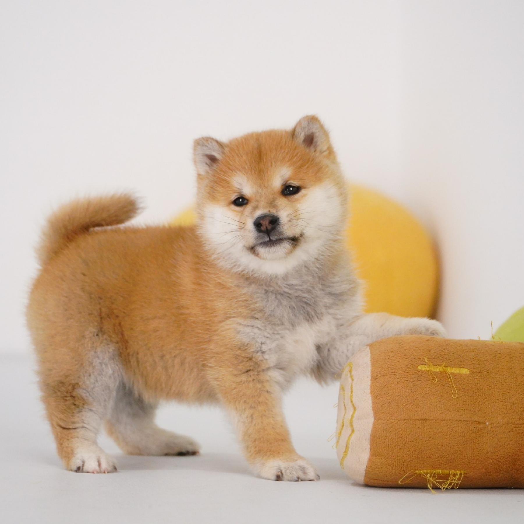 【预定非全款】柴犬赤色公活体狗狗幼犬1466纯种双血统家庭宠物