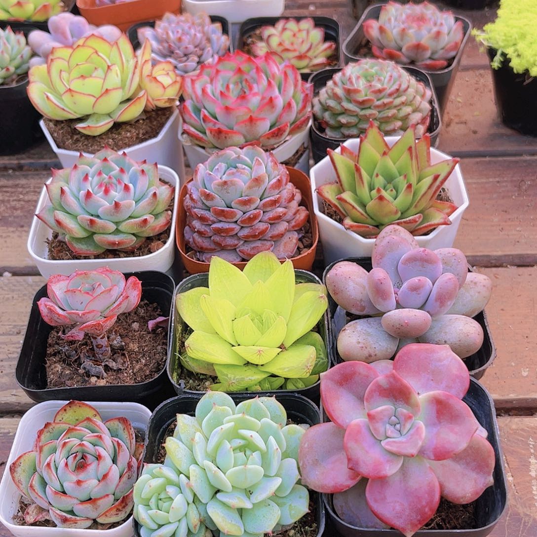 如图12盆11111111111111111111