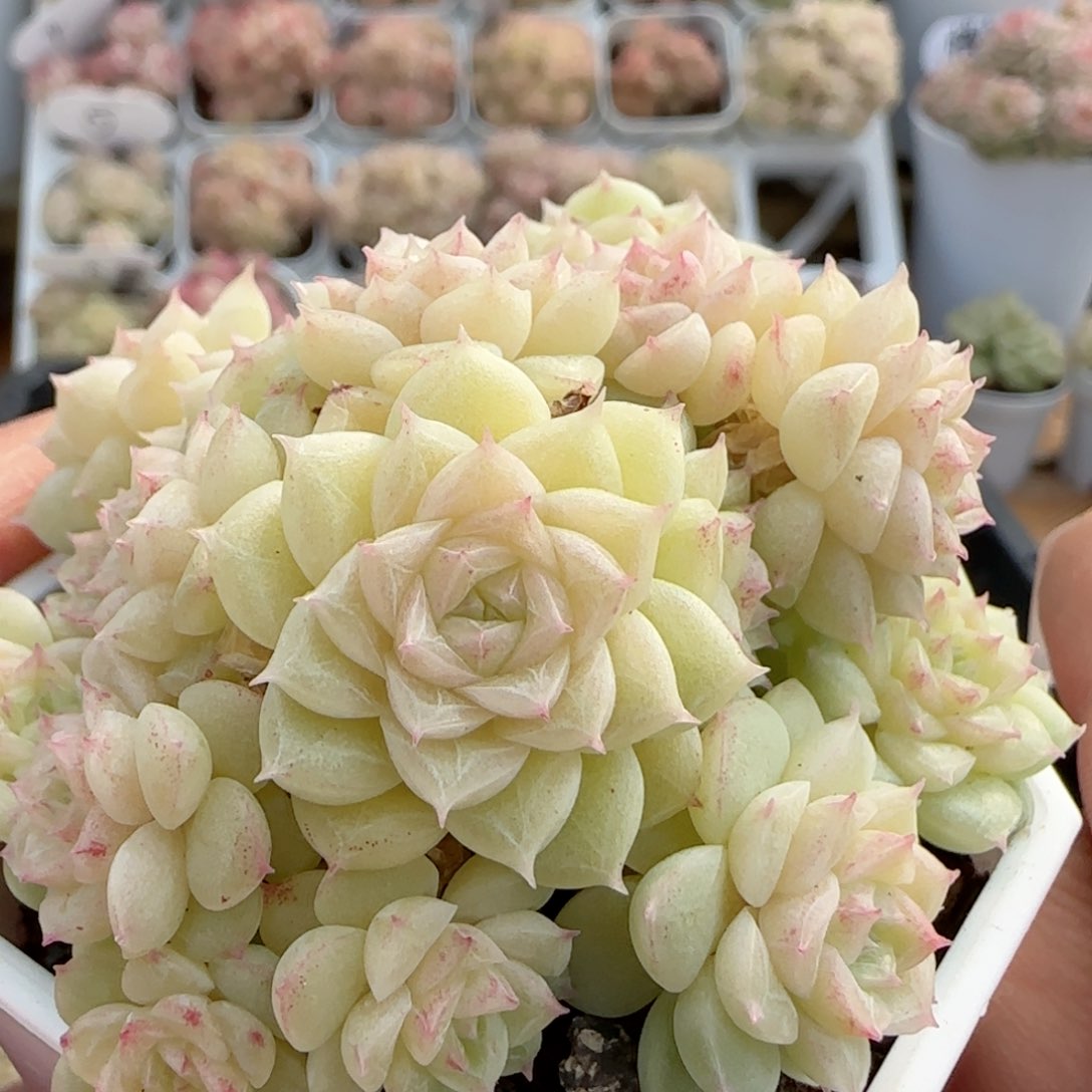 陈**儿【闪购商品】0205-37（喵喵-2）