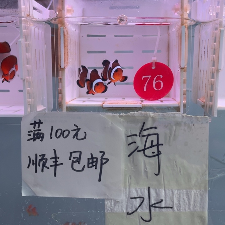 海水鱼精品玛瑙一对4-5