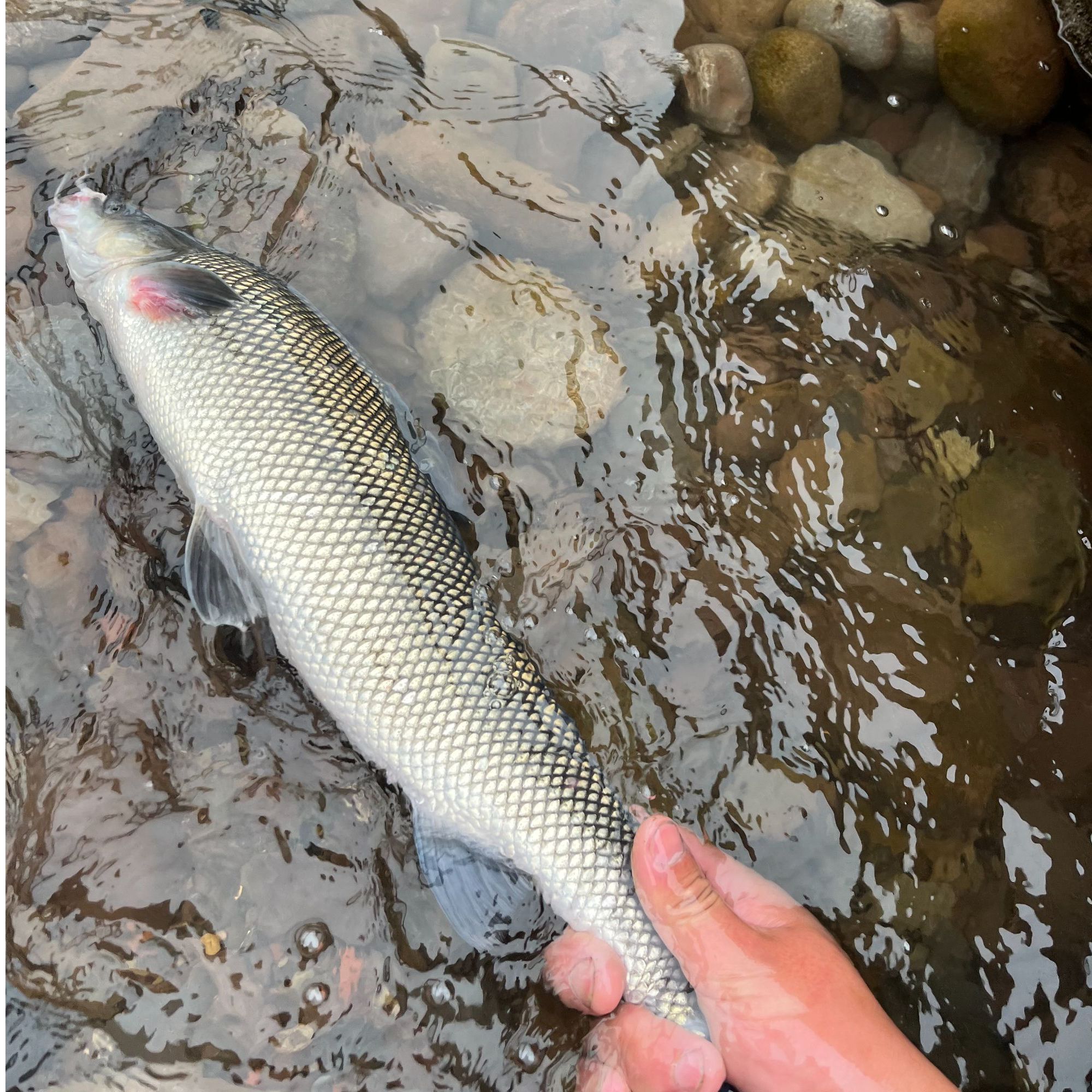 （银鳕鱼）顺丰冷链发货 生态散养生鲜冷链不支持七天不支持拒签
