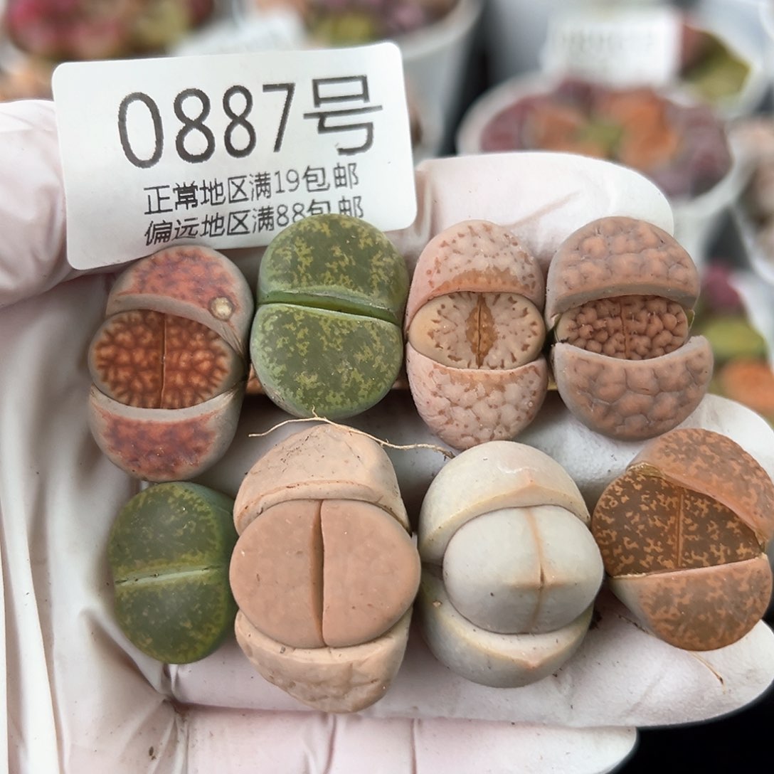 好养易活生石花大母本0887