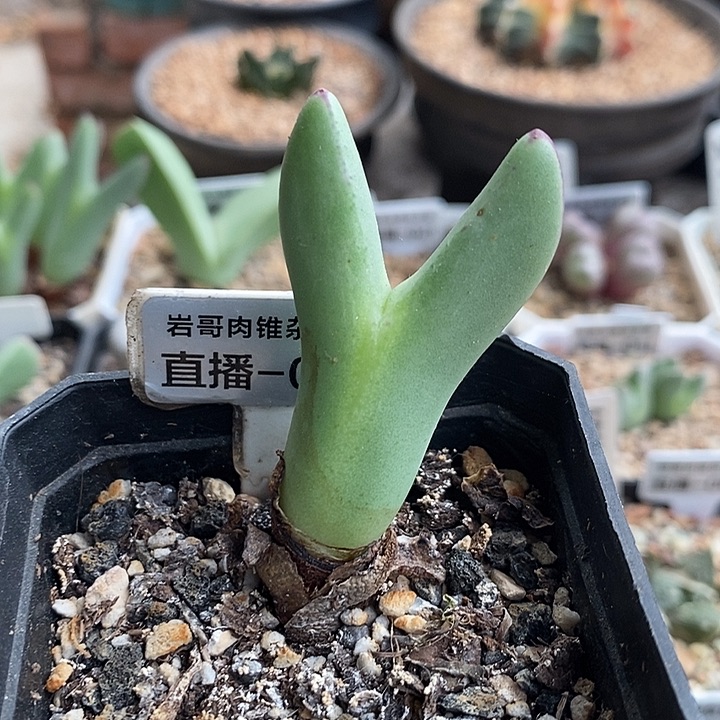 大枪皮卡丘少将一颗