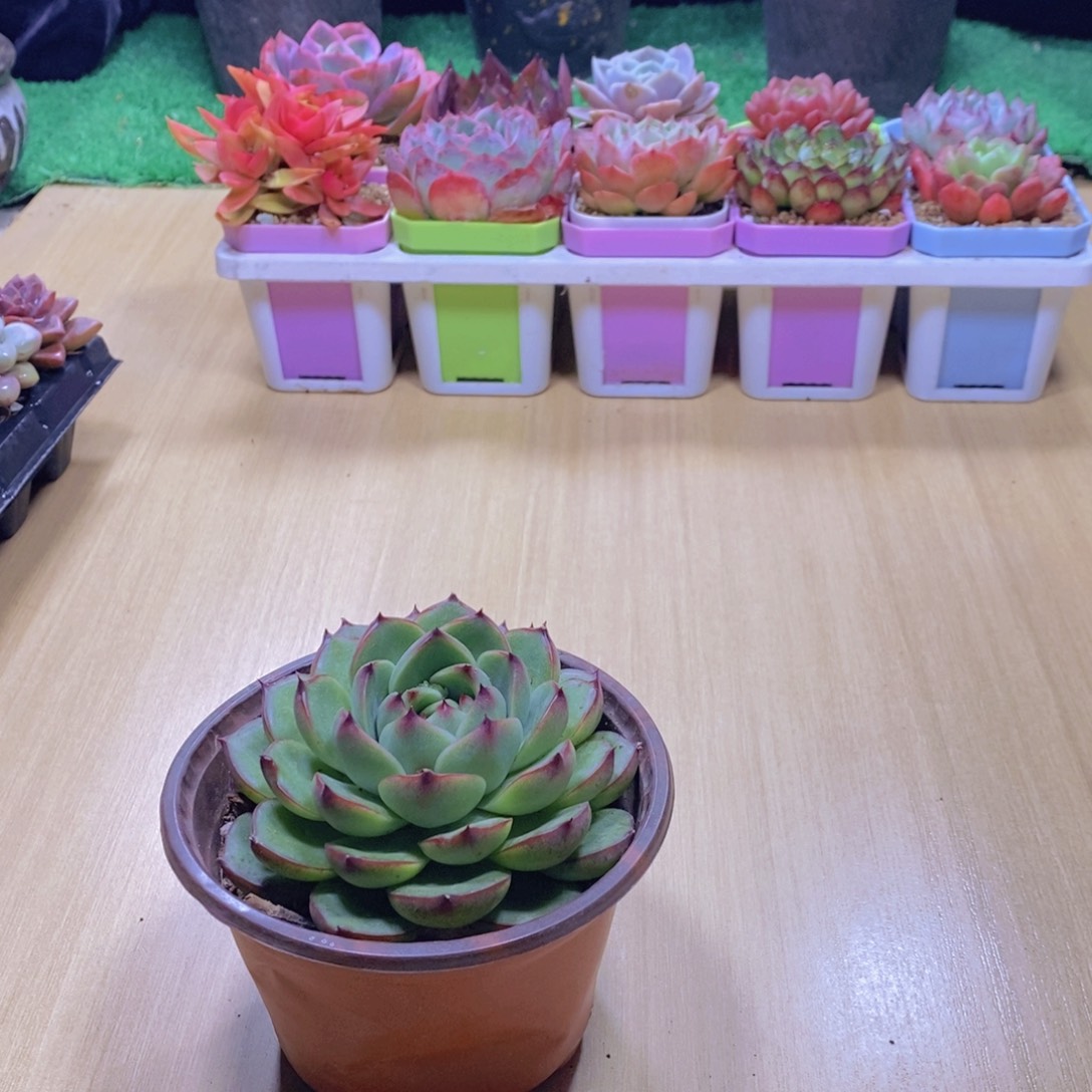 无花朵多肉植物月亮石110