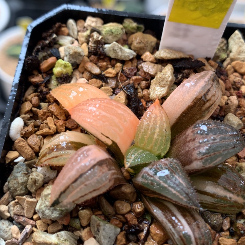 【闪购商品】404筋斗云