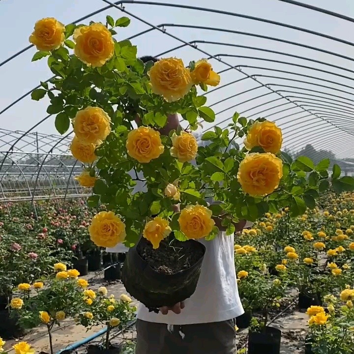 贝壳棒棒糖树状月季花苗盆栽四季玫瑰大花浓香庭院阳台花卉植物