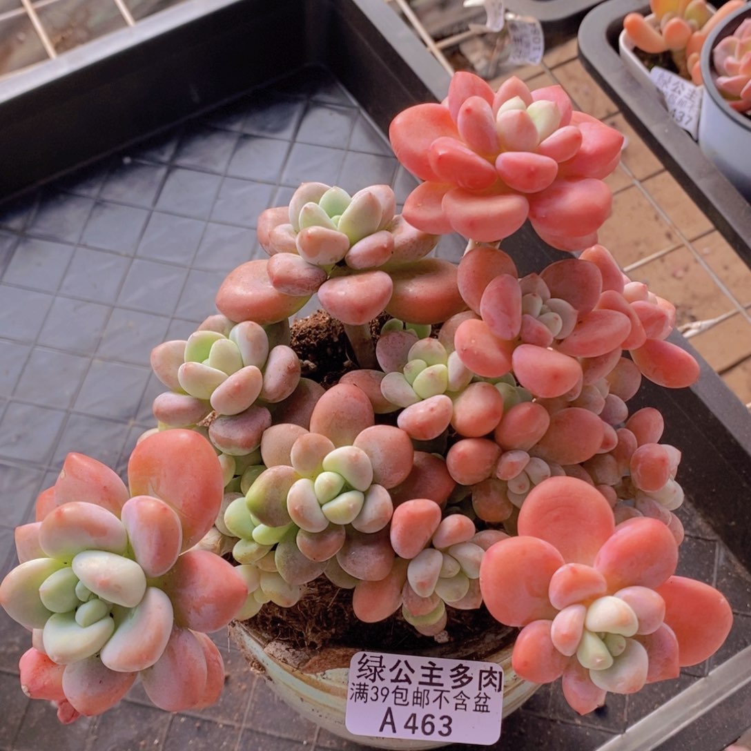 樱花洛神15cm463多肉植物