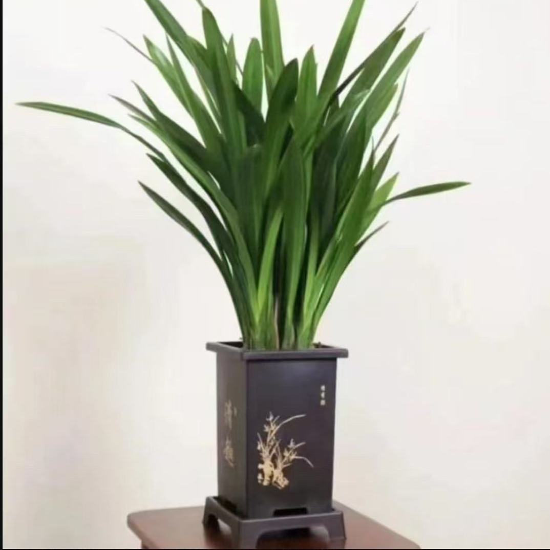 墨兰盆栽四季常青适合室内阳台办公室观赏花卉好养护