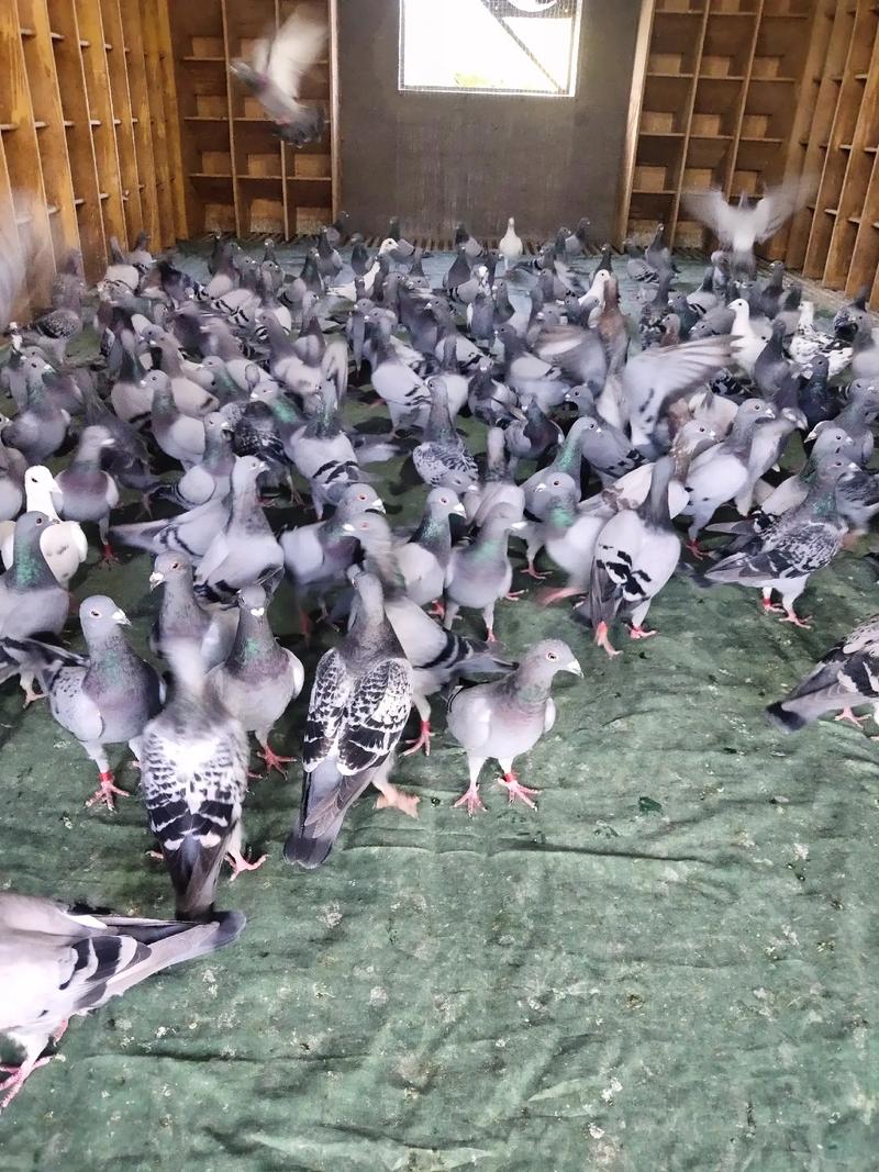 鸽子活体生鲜信鸽成绩鸽子500g灰色鸽子雨点鸽子