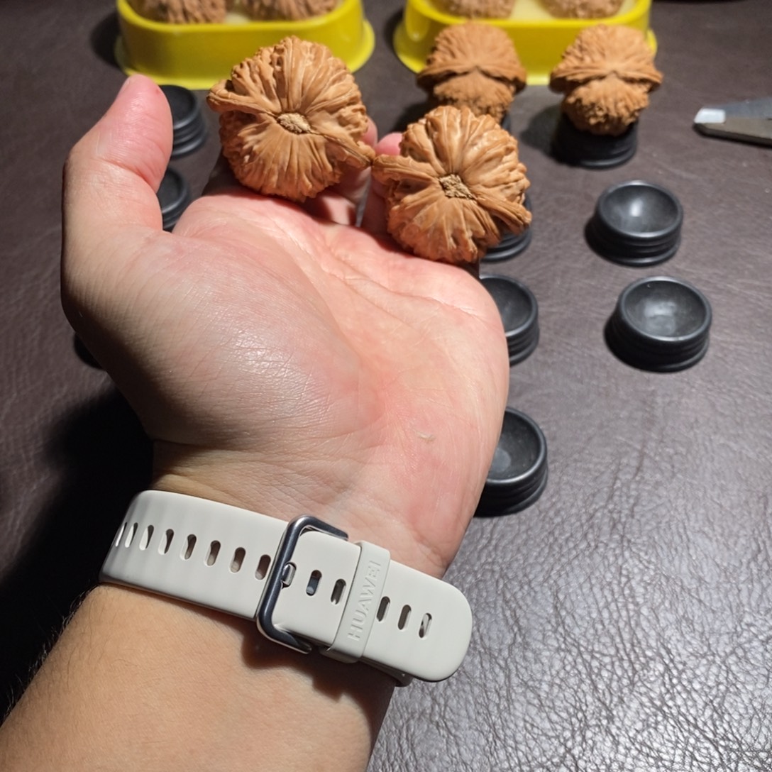 把件文玩核桃45全品卡姿兰白狮子（对龟)
