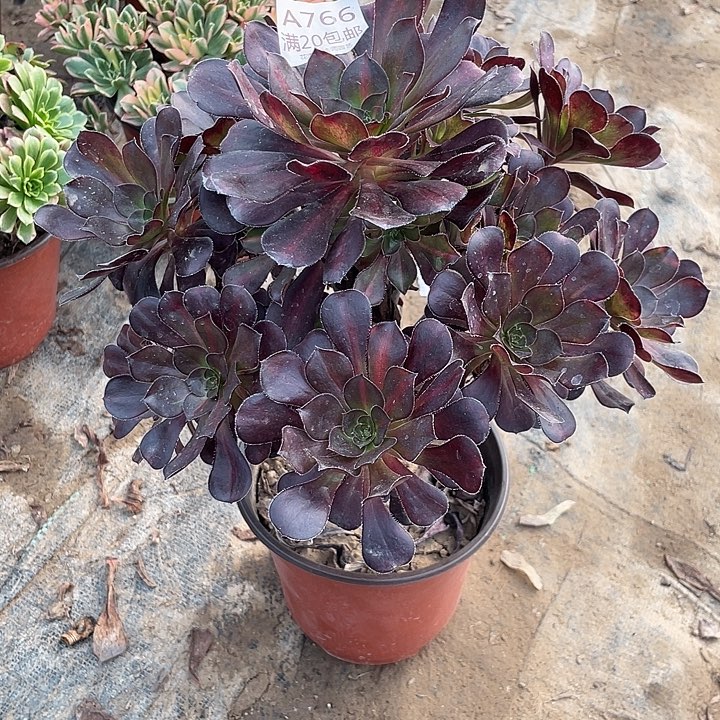 766黑圆叶多肉法师