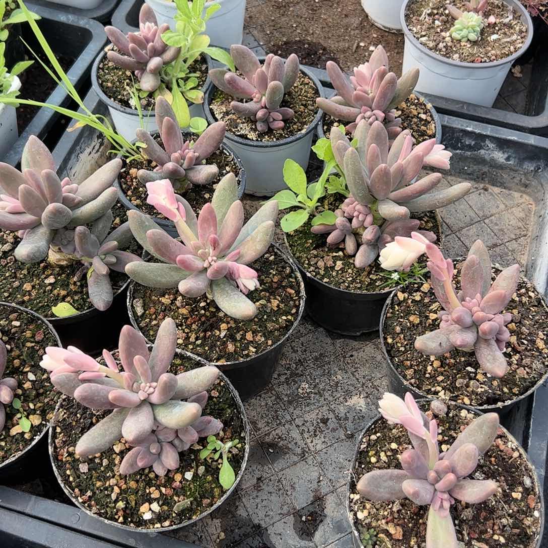 【闪购商品】糖果福利