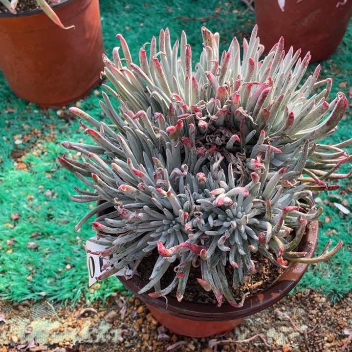 10号爱杜丽丝多肉植物