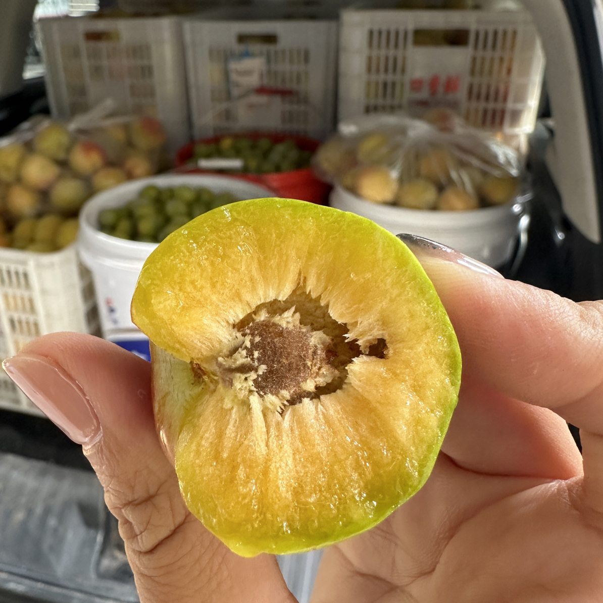 ［土李子］重庆新鲜应季青脆脱骨水果脆甜多汁核小肉厚