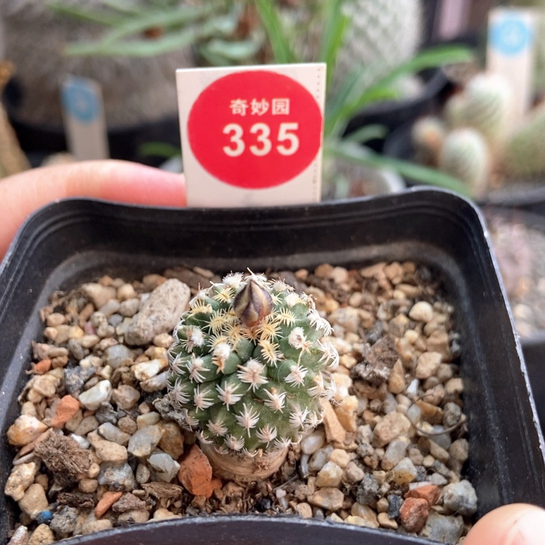 实生海胆娇丽2.1cm一棵仙人球