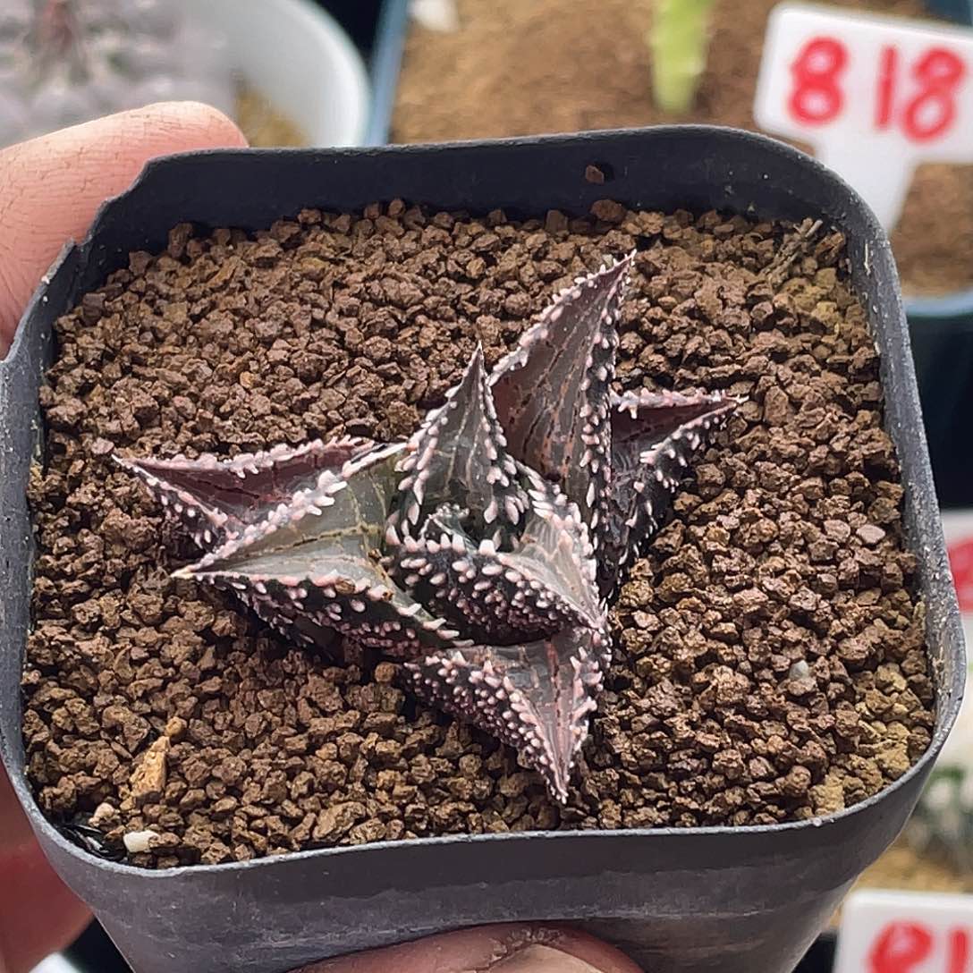 实生丸叶强刺雷鳄鳞