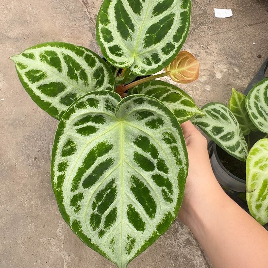 完全开放X134铜锣烧