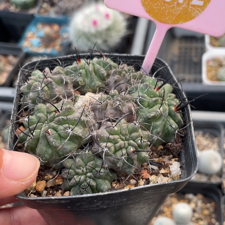 蔚***蓝实生黑刺素妆玉3072000000