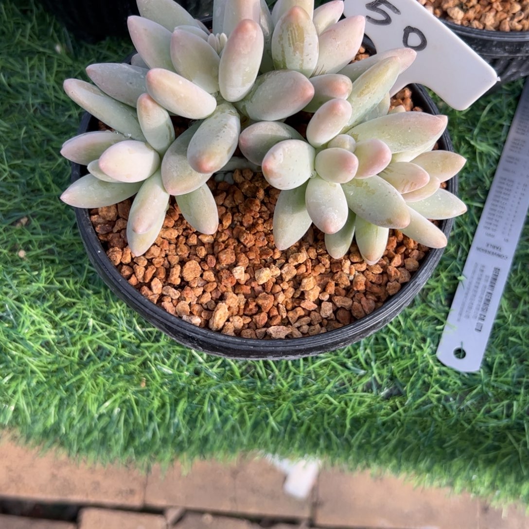 白兰地多肉植物保护研究所