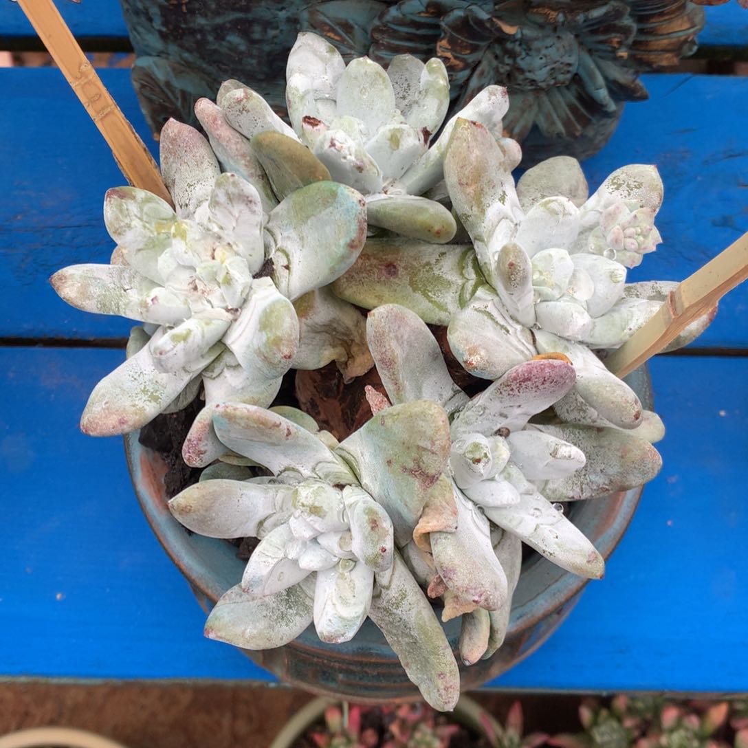 拇指，2月8日发货多肉