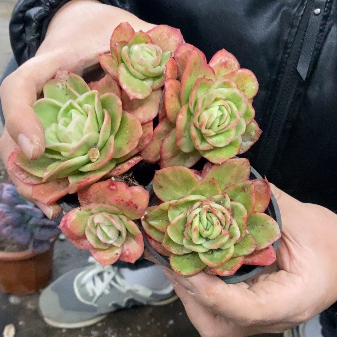 冰玫瑰锦单头起三盆