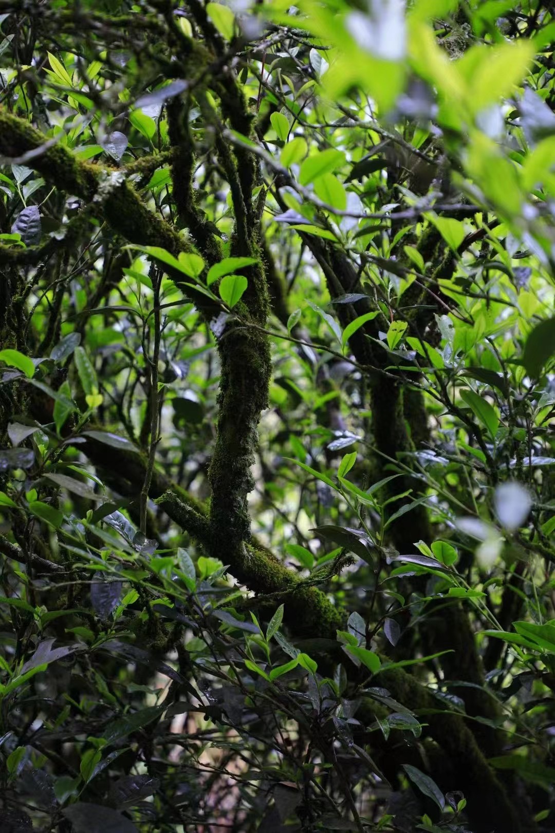 【代拍16号链接】武夷岩茶代拍组合链接