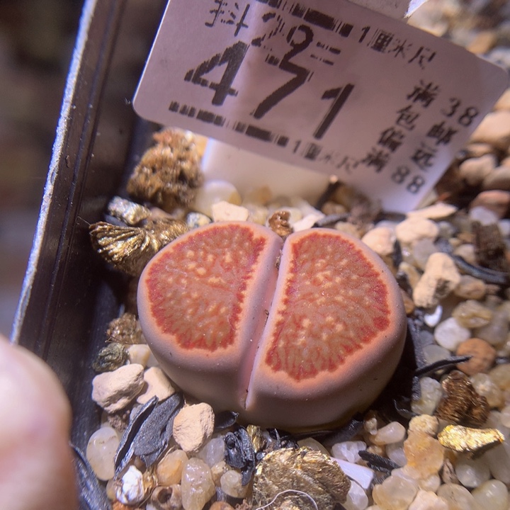 好看啊小可爱29.471