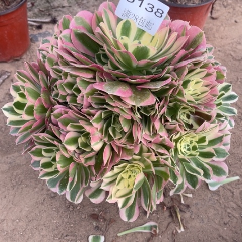 白凤多肉的5138多肉