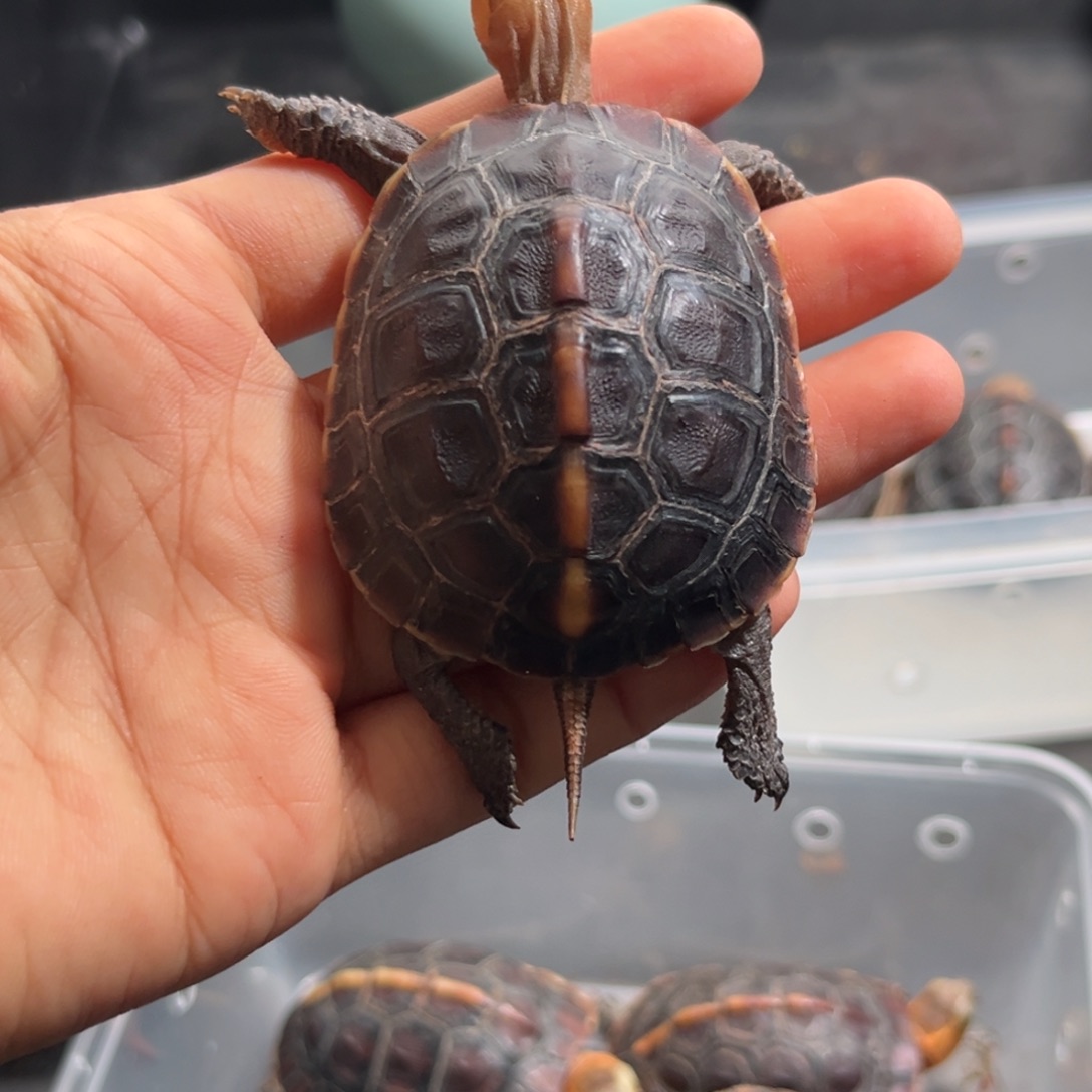 知***单宠物龟不分公母直播间挑选活体可爱宠物龟