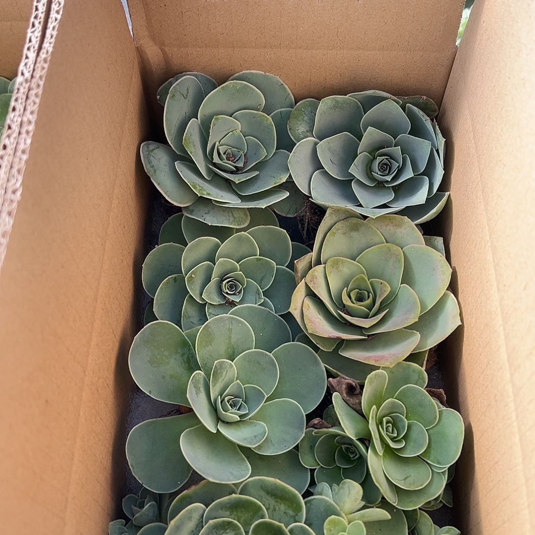 露妮414多品种山地玫瑰小箱