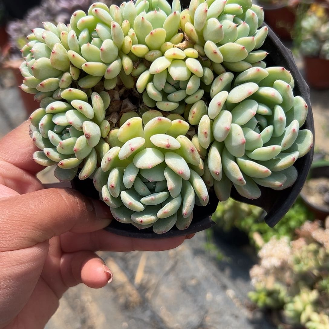 多肉植物多肉植物