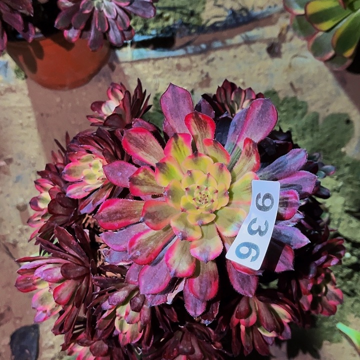 936紫嫣多肉植物处理不售后