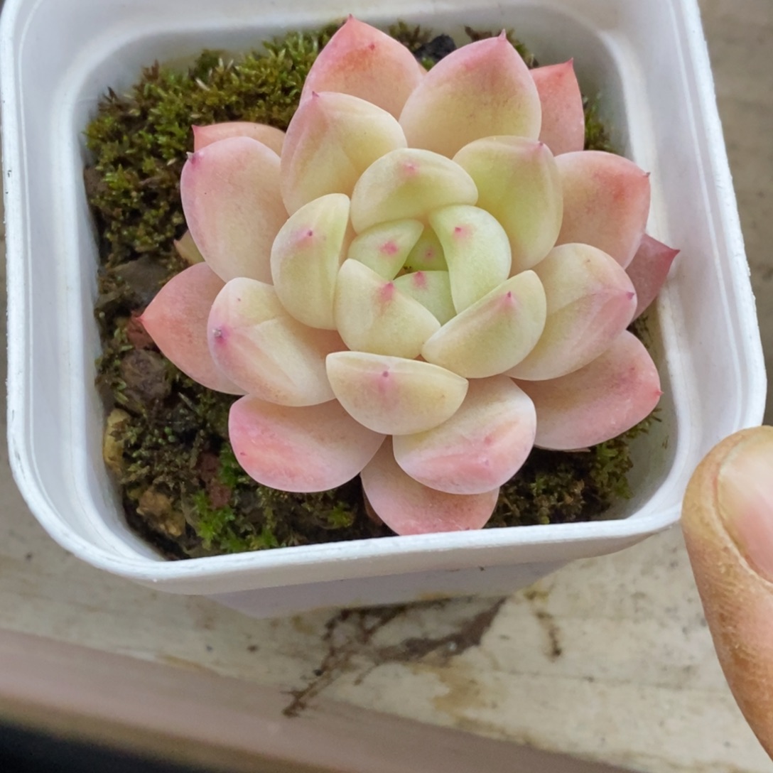 精品多肉一物一拍不包整48