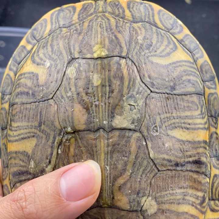 巴西彩龟母66666666