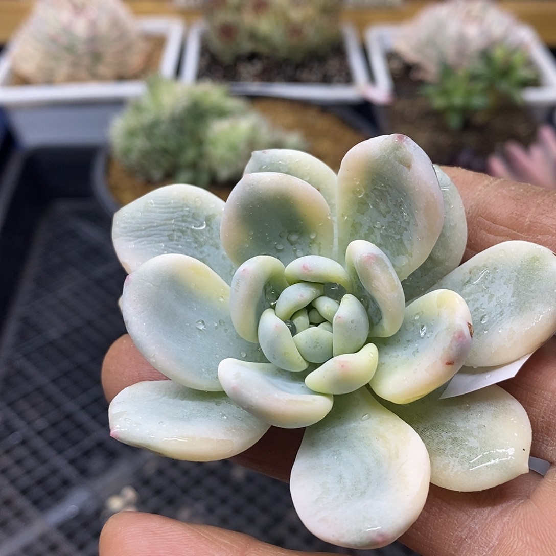1047 望舒覆轮锦头盖