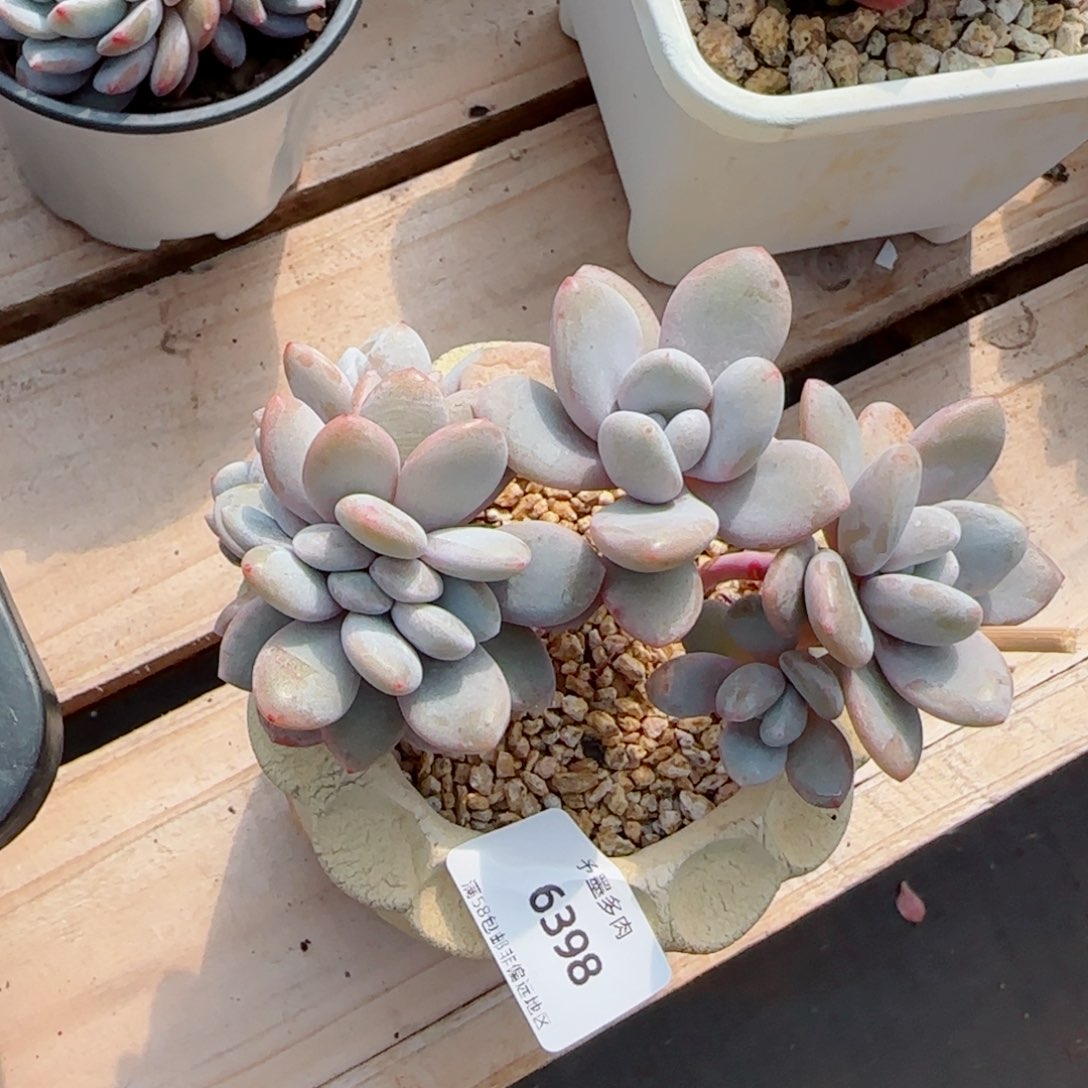 粉兔缀化，6398多肉