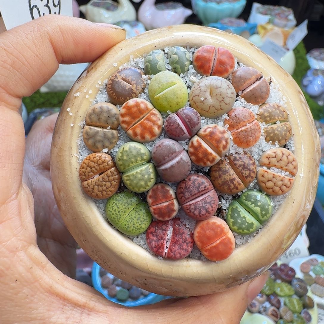 多肉植物福利冲639