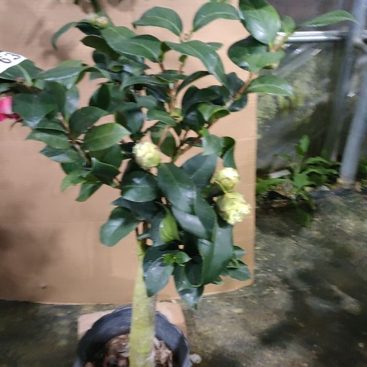 763绿可那，志愿者，原盆原土发货