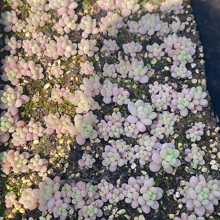 73 多肉植物盆栽花卉植物